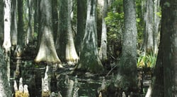 North Carolina Volunteer Wetlands Monitoring Program Chooses Wildnote