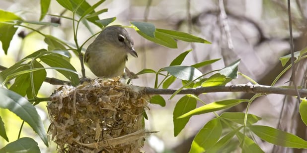 Biological Surveys and Bird Nest Monitoring