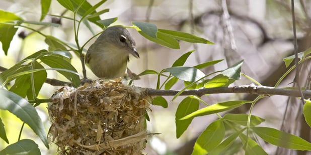 Biological Surveys and Bird Nest Monitoring
